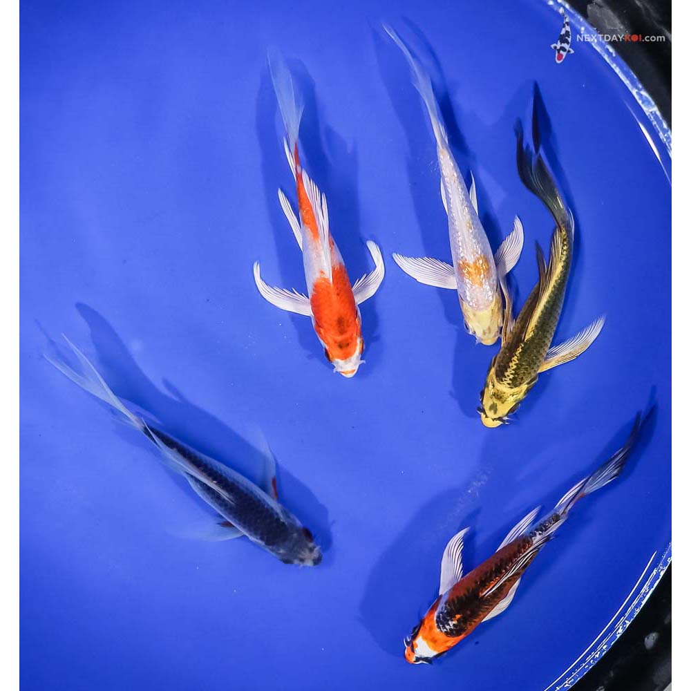 Lot of (5) 4.5-5.5" Imported Assorted Butterfly Koi