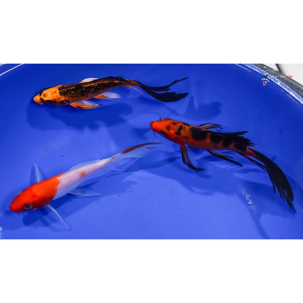 Lot of (3) 4.5-5.5" Imported Assorted Butterfly Koi