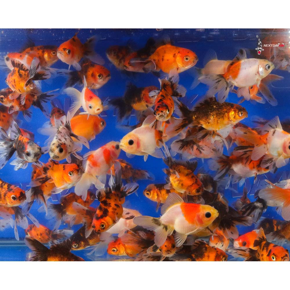 Alternative view of 2-3" Imported Calico Fantail Goldfish