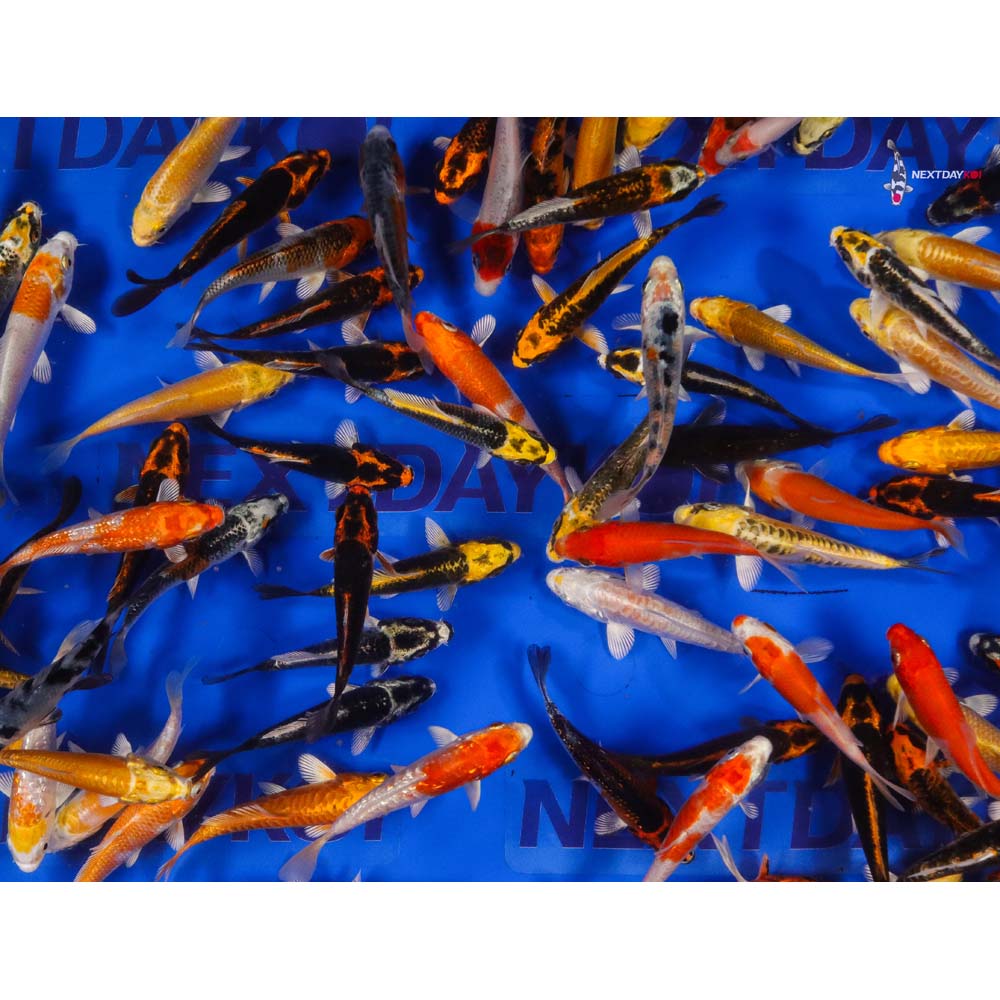 AA Grade (Premium Grade) Imported Koi