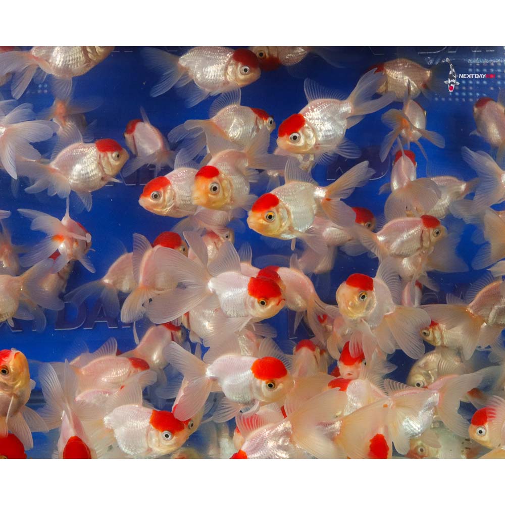 2-3" Imported Redcap Oranda Goldfish