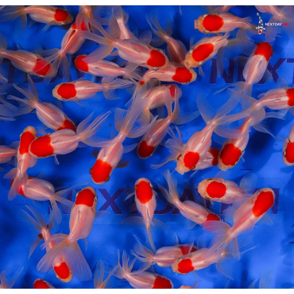 Alternative view of 2-3" Imported Redcap Oranda Goldfish