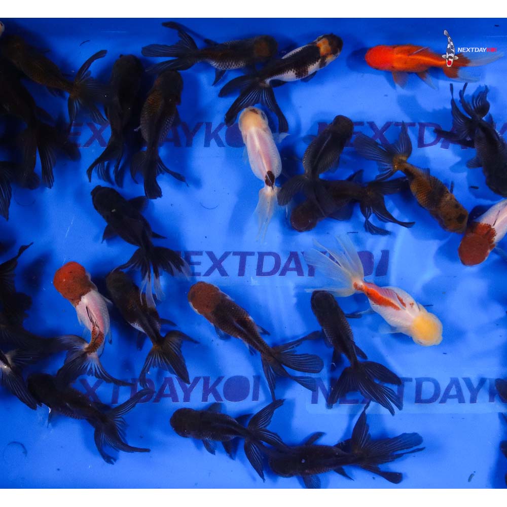 Alternative view of 4-5" Imported Panda Oranda Goldfish