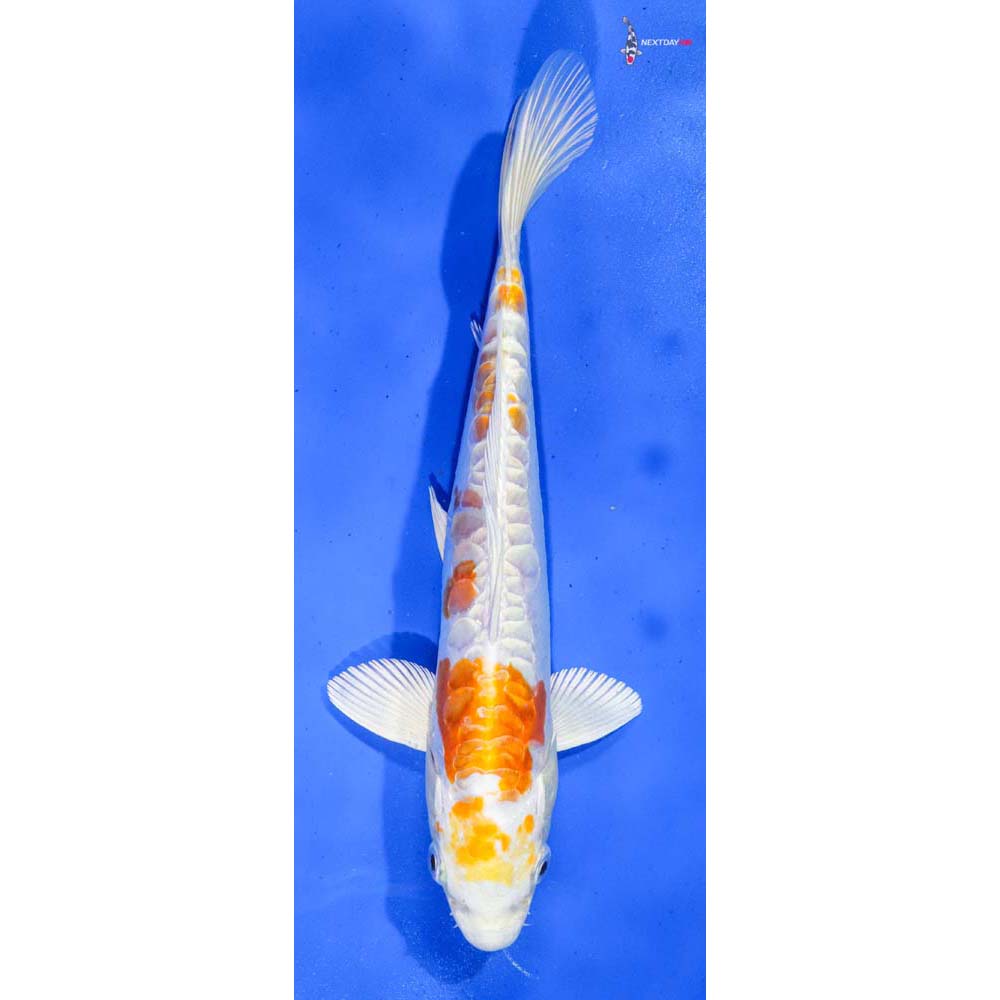 9” Imported Doitsu Lemon Hariwake