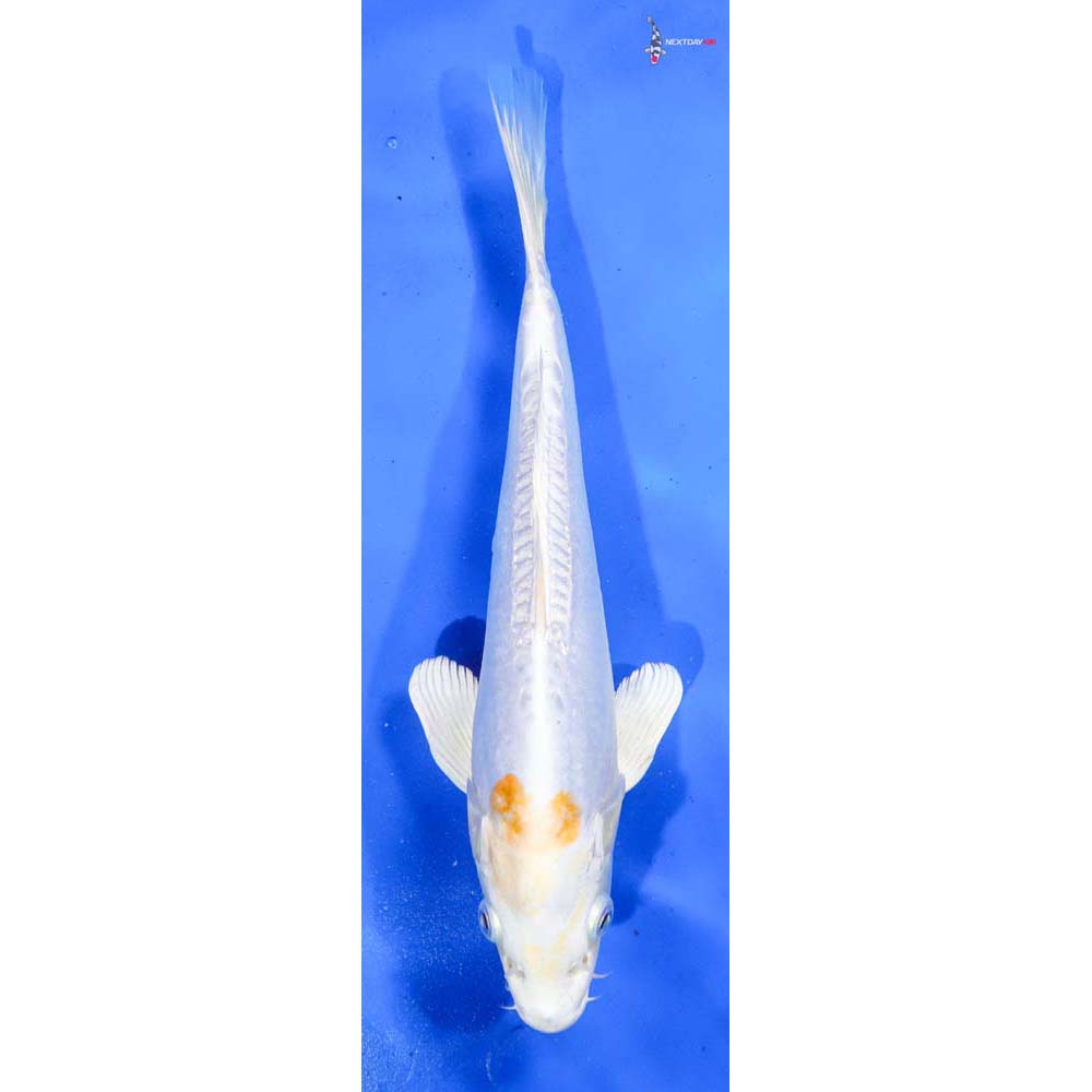 9” Imported Doitsu Lemon Hariwake