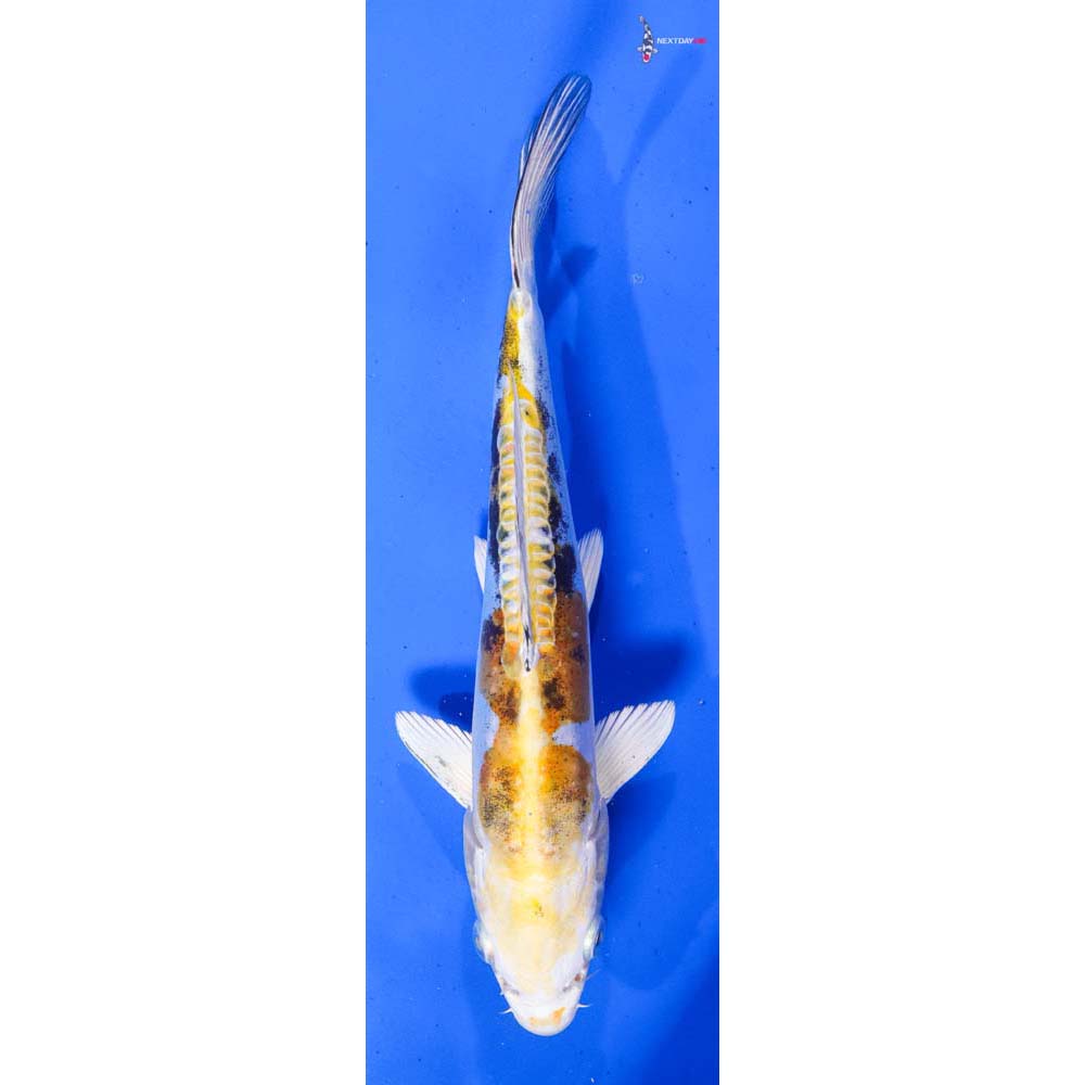 9.5” Imported Heisei Nishiki