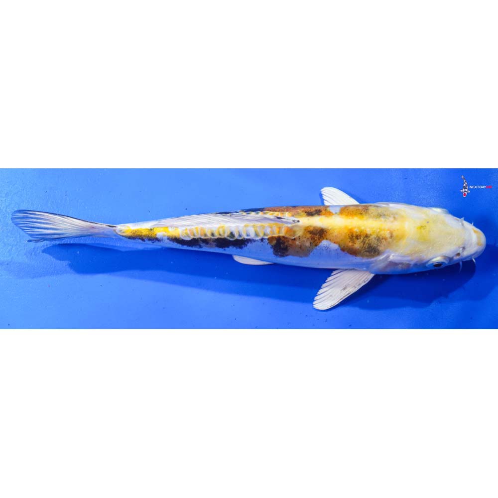 9.5” Imported Heisei Nishiki