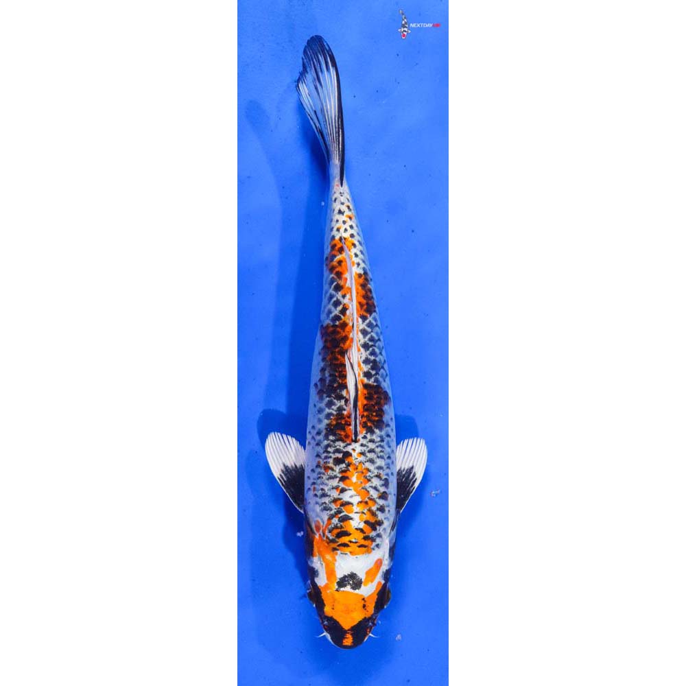 9.5” Imported Kujaku