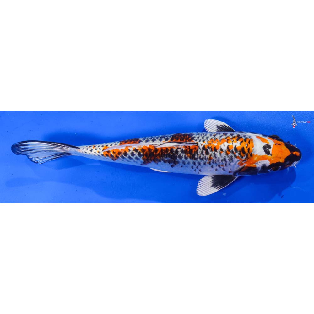 9.5” Imported Kujaku