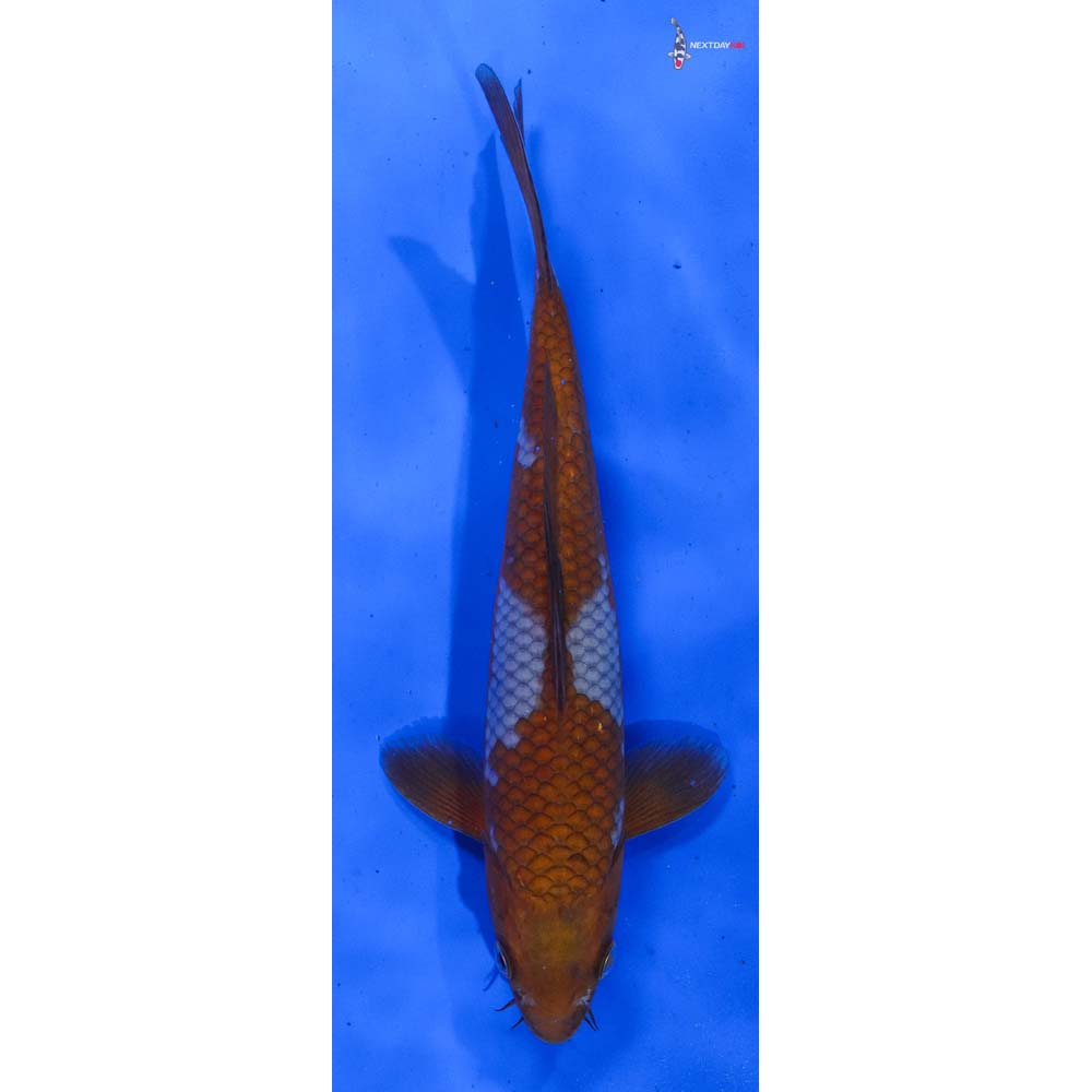 9.5” Imported Ochiba Shigure