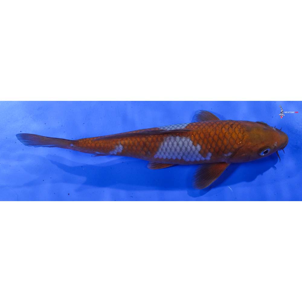 9.5” Imported Ochiba Shigure