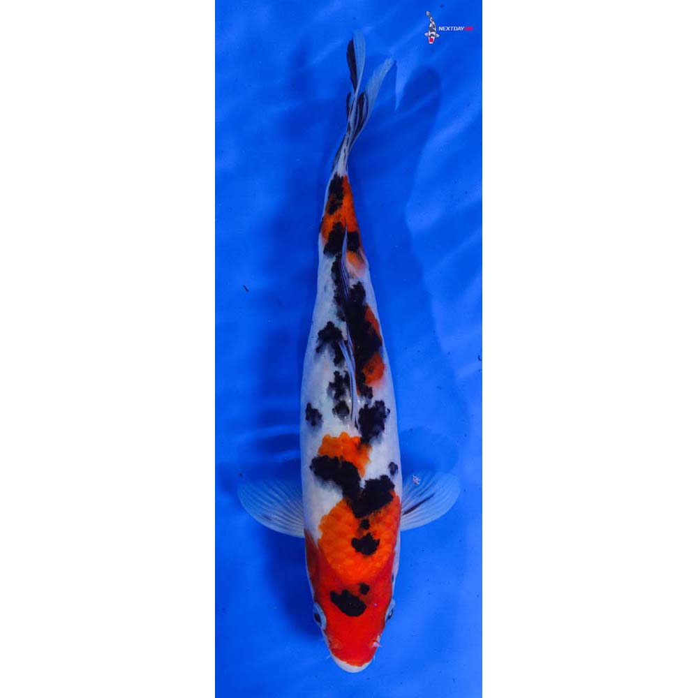 10” Imported Sanke