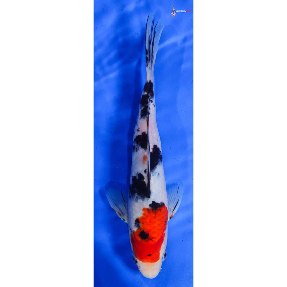 10” Imported Sanke