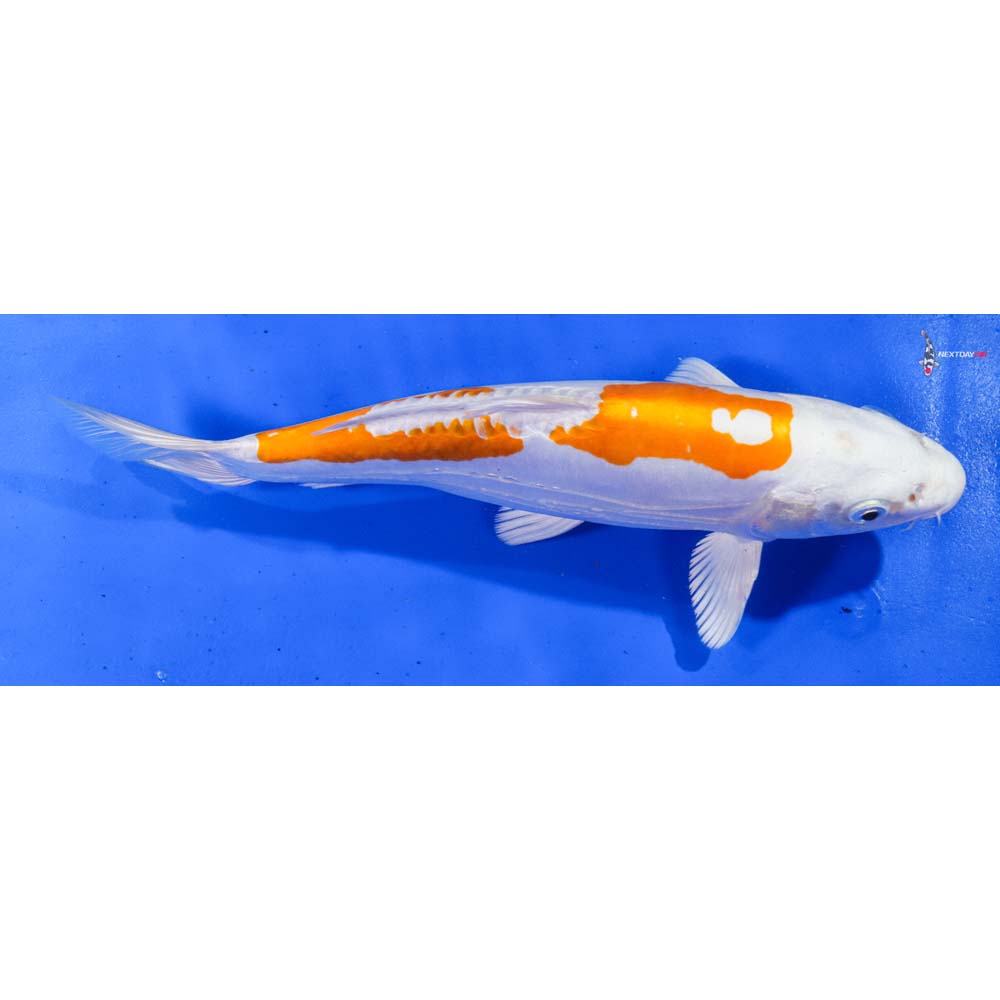 10.5” Imported Kikusui