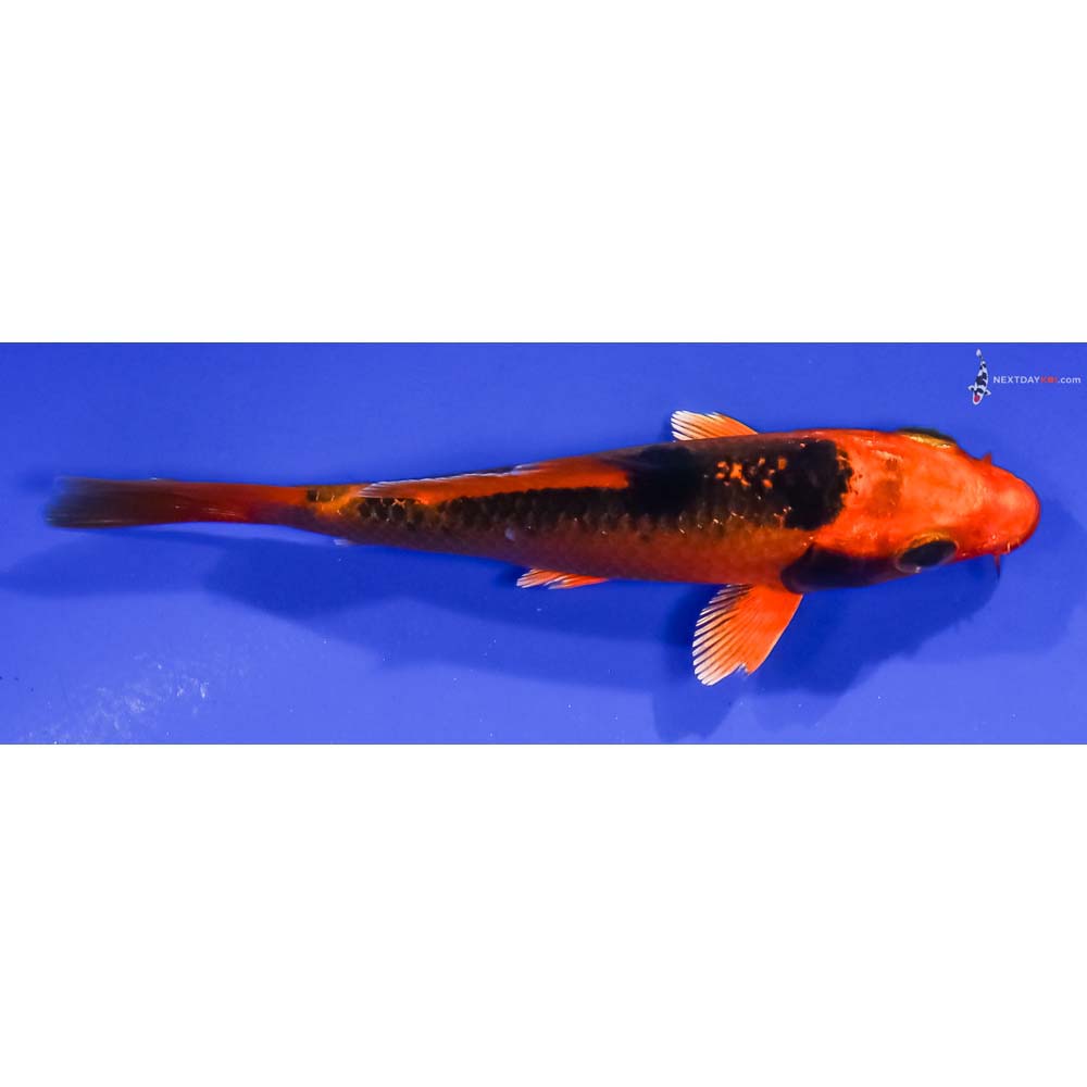 4” Imported Orenji Matsuba