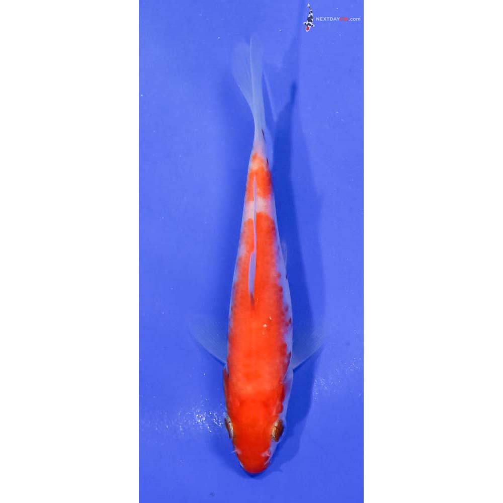 4” Imported Kohaku