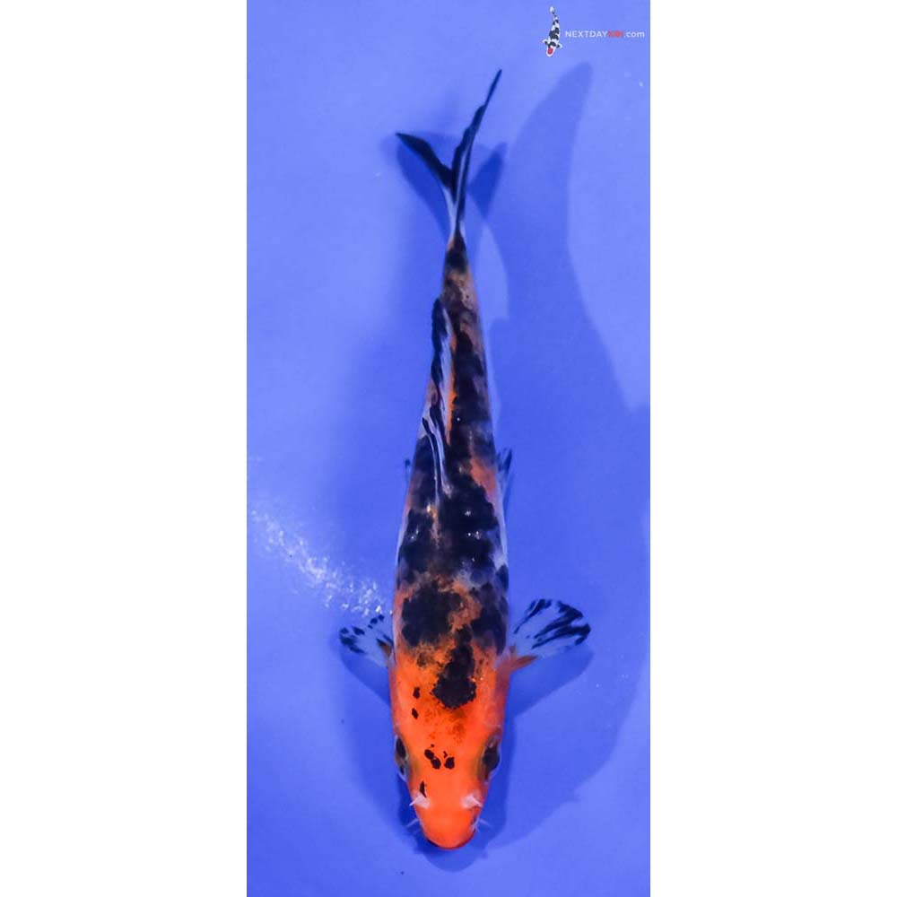 4” Imported Aka Sanke