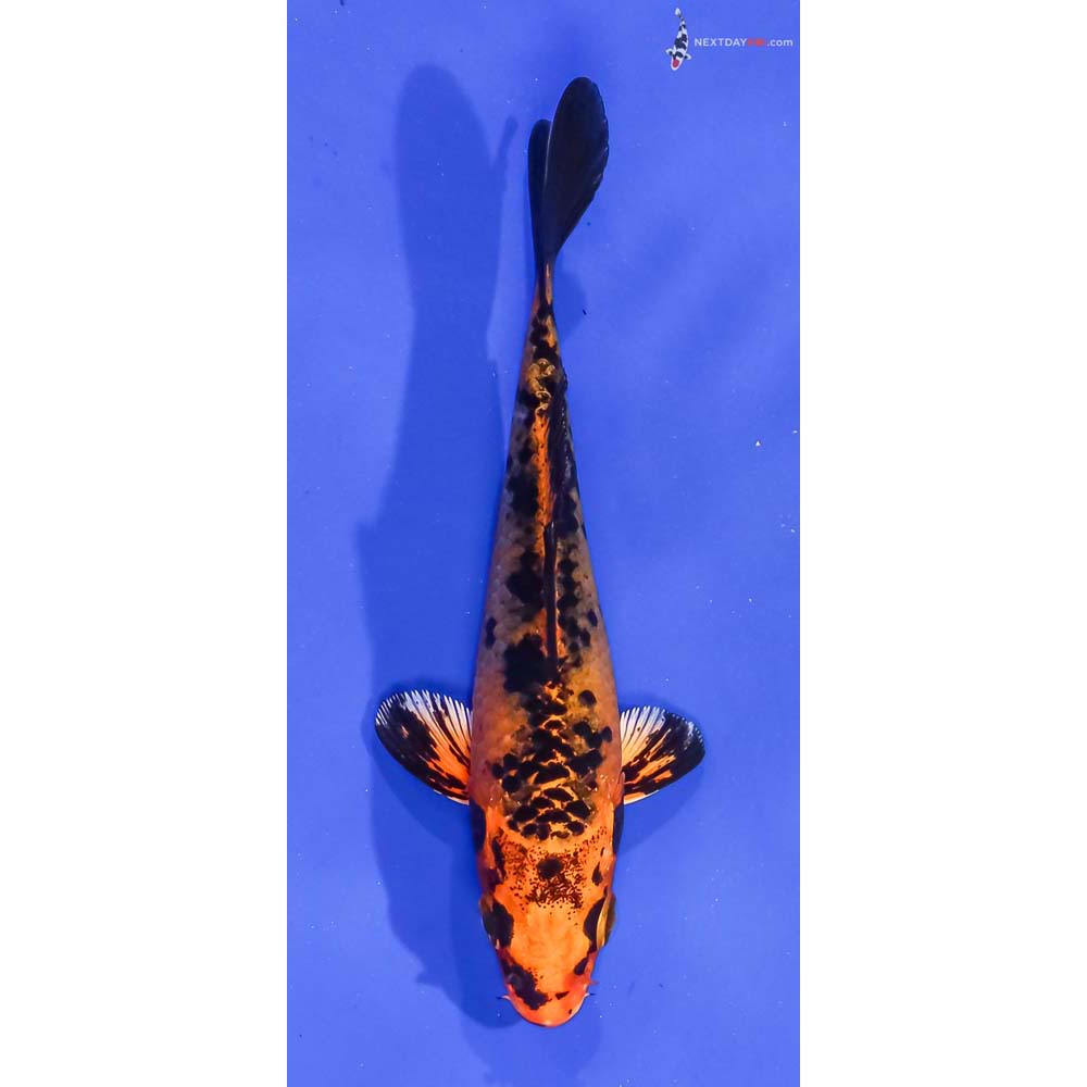 4.5” Imported Kin Aka Bekko