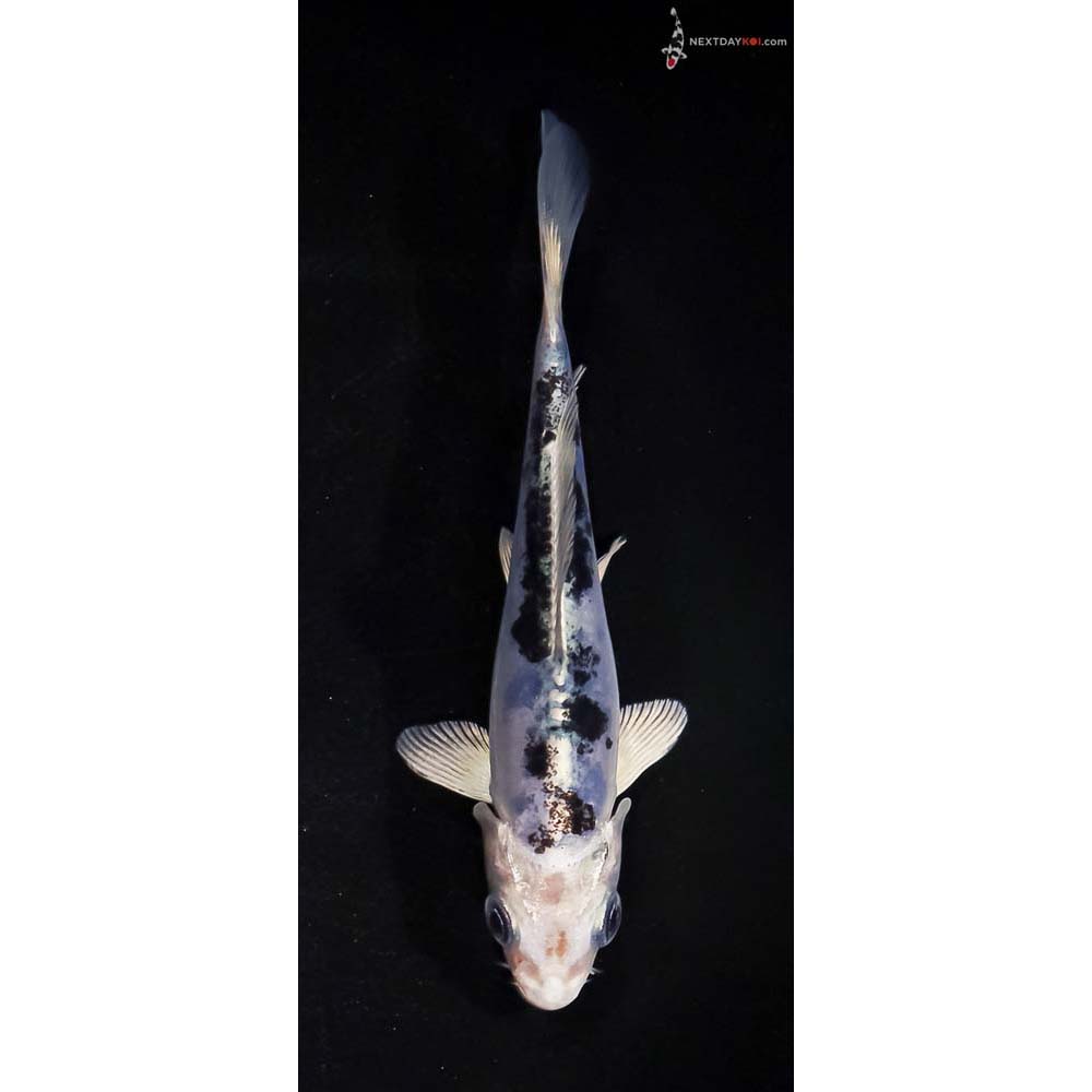 4.5” Imported Doitsu Blue Gin Shiro Bekko