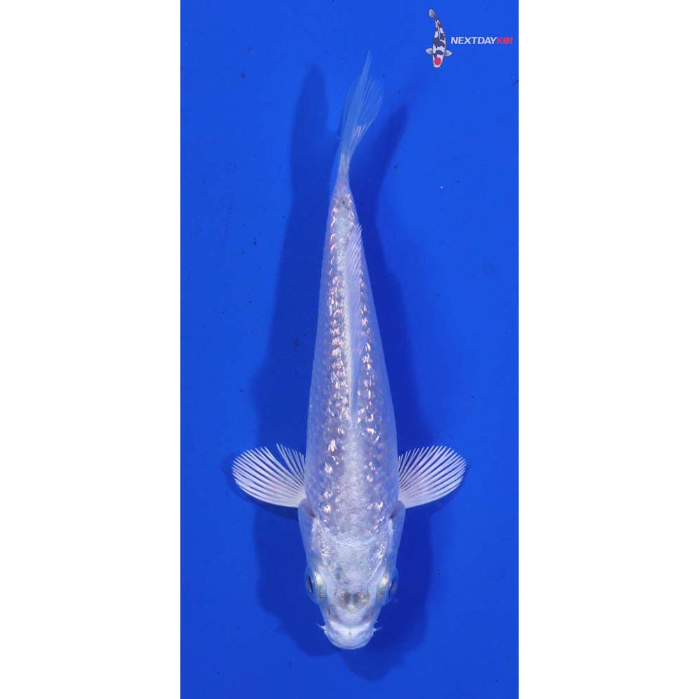 3” Imported Gin Rin Platinum Ogon