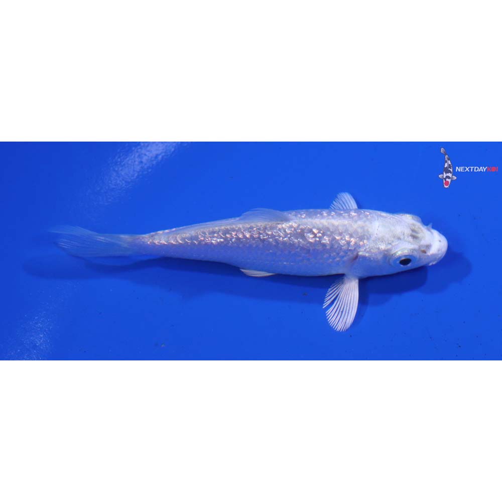 3” Imported Gin Rin Platinum Ogon