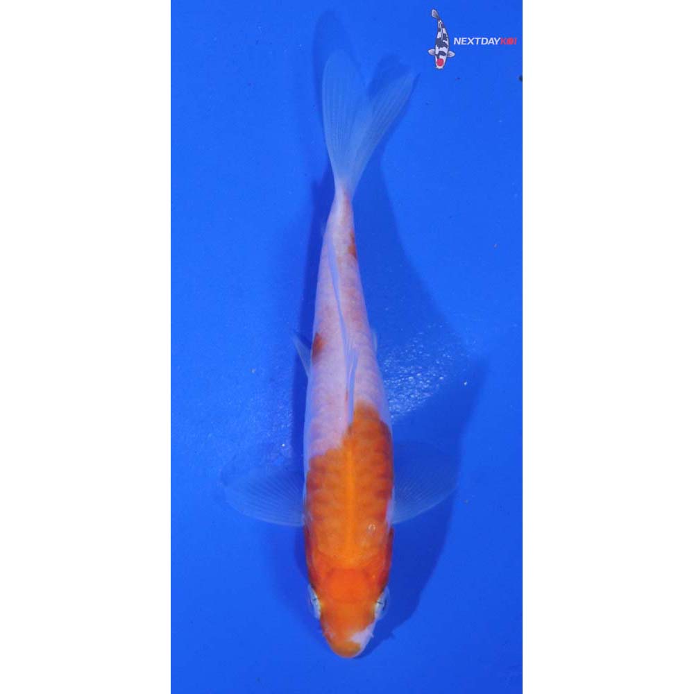 3.5” Imported Kohaku