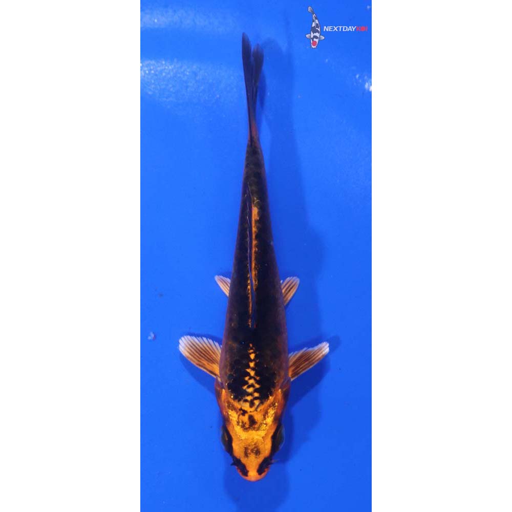 3.5” Imported Orenji Matsuba