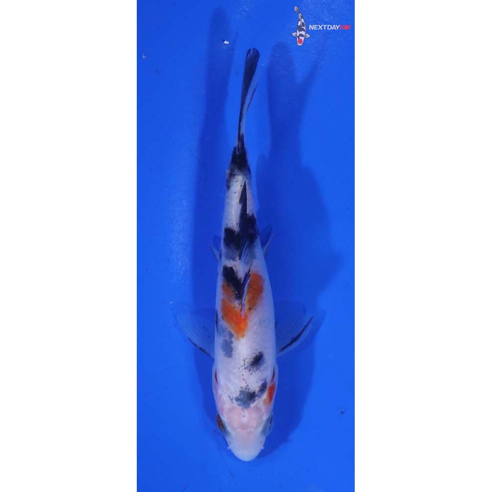 3.5” Imported Sanke