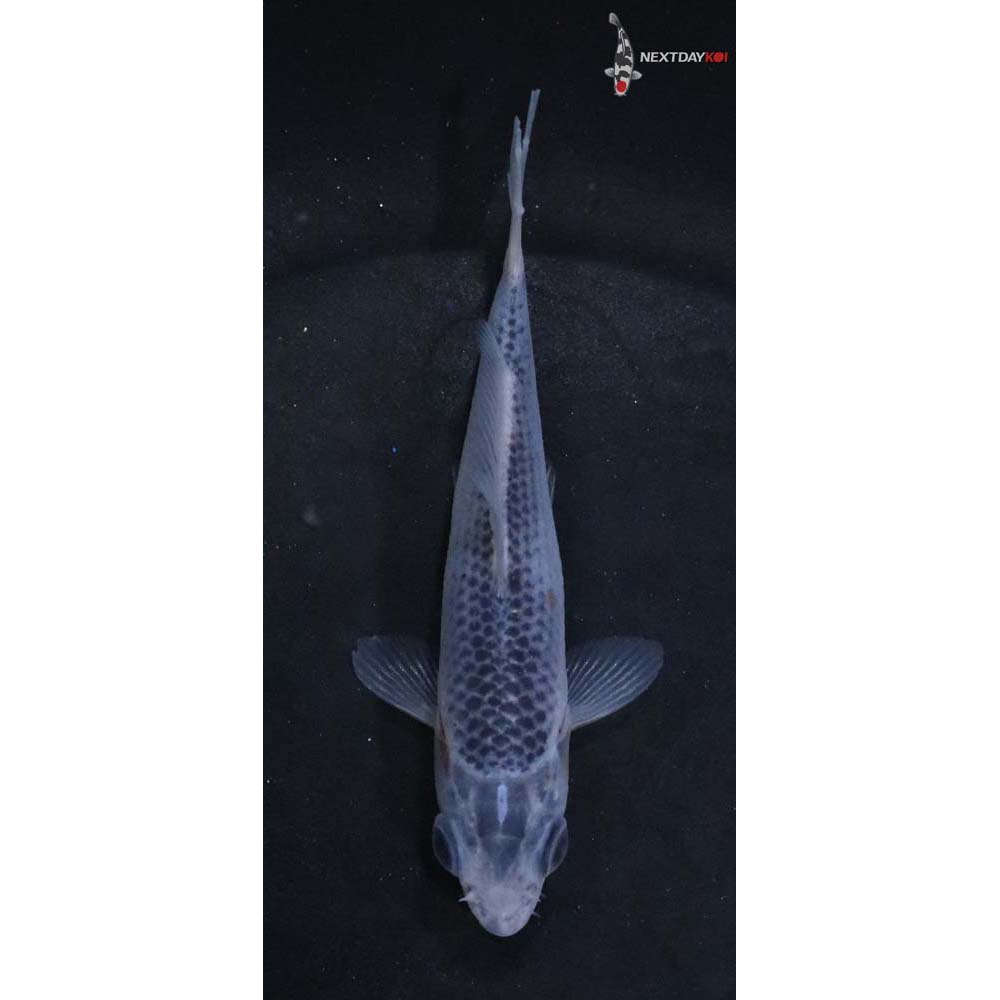 3.5” Imported Asagi