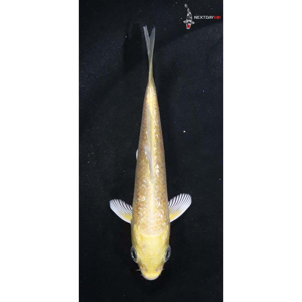 3.5” Imported Gin Rin Yamabuki Ogon