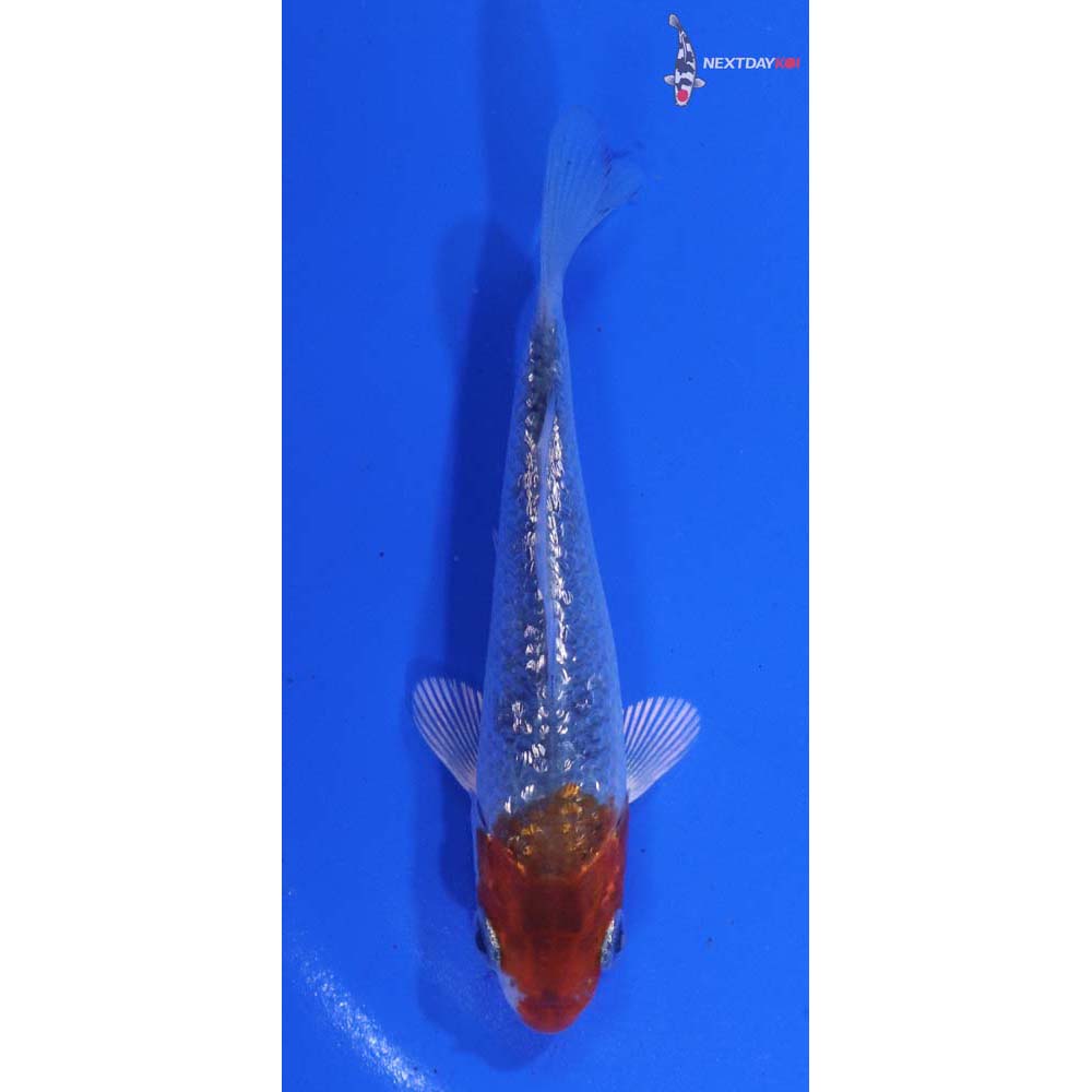 3” Imported Gin Rin Kujaku