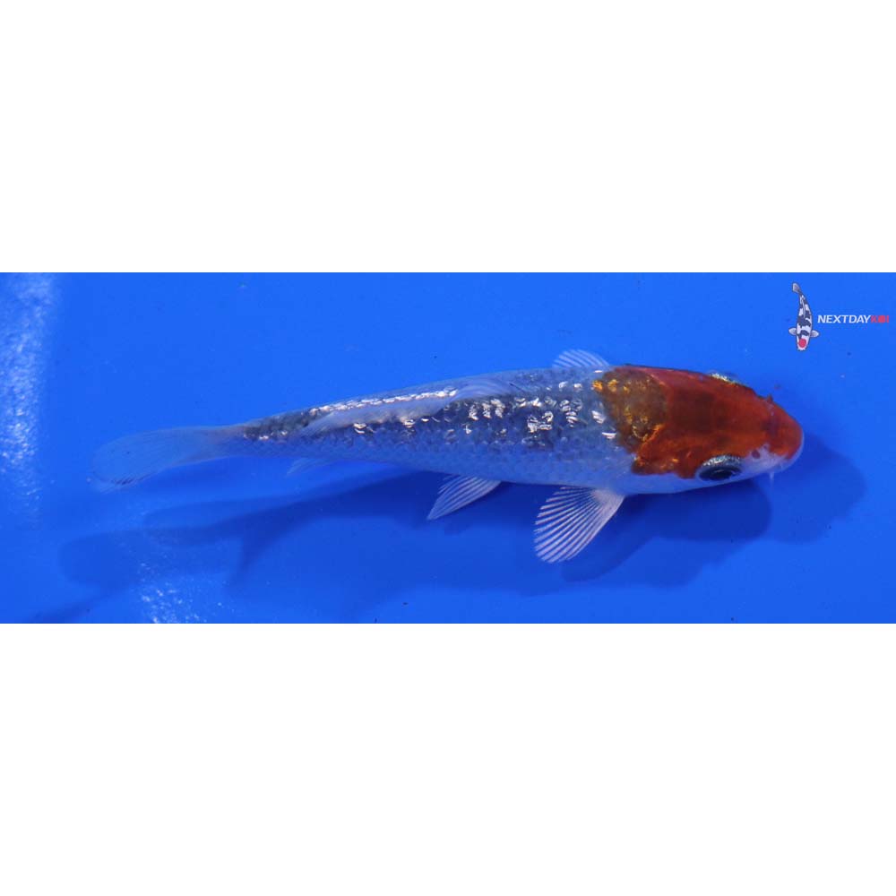 3” Imported Gin Rin Kujaku