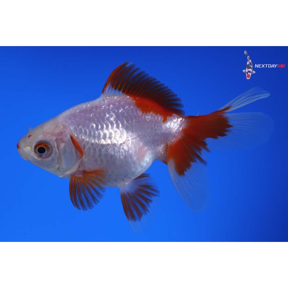 4.5” Imported Red and White Ryukin