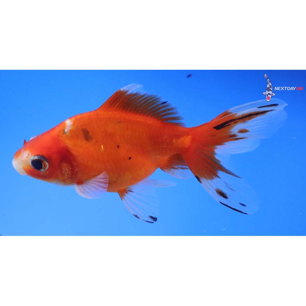 5” Imported Male Calico Ryukin