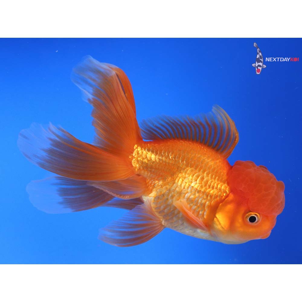 5.5” Imported Red Oranda