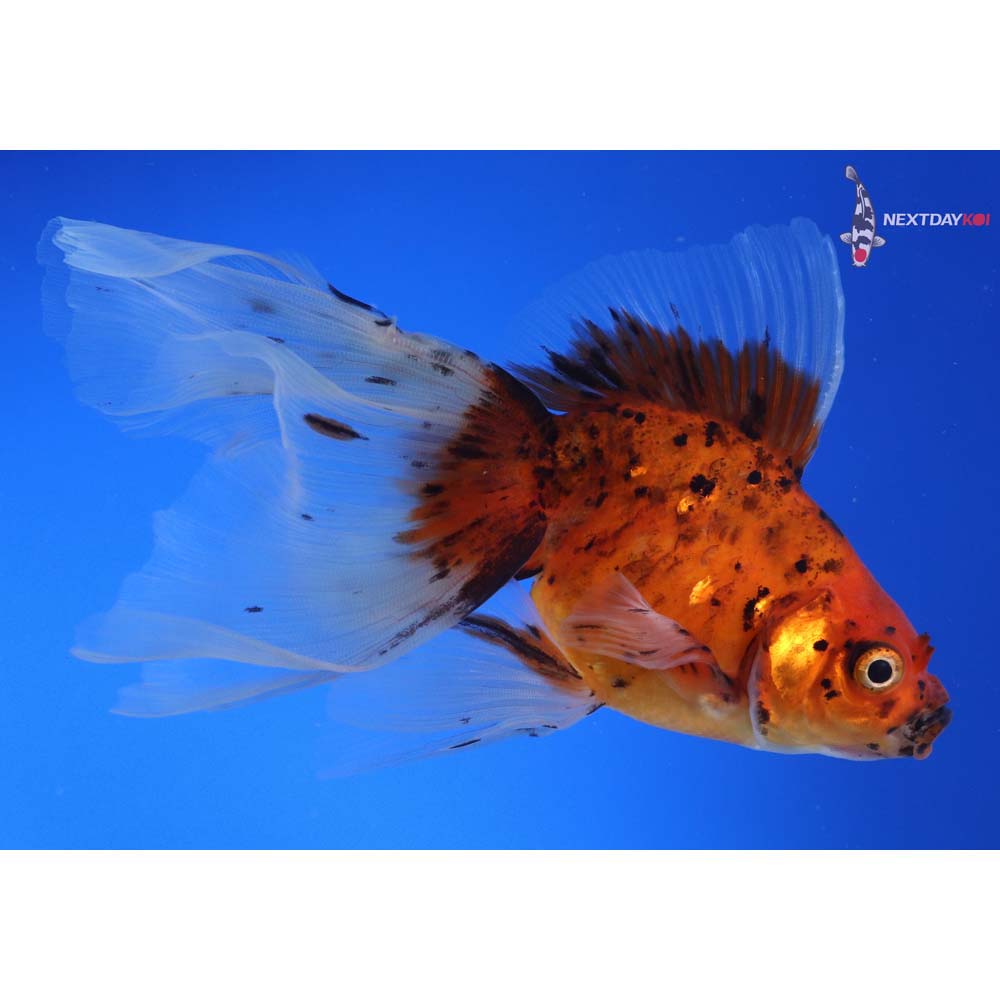 5.5” Imported Calico Ryukin