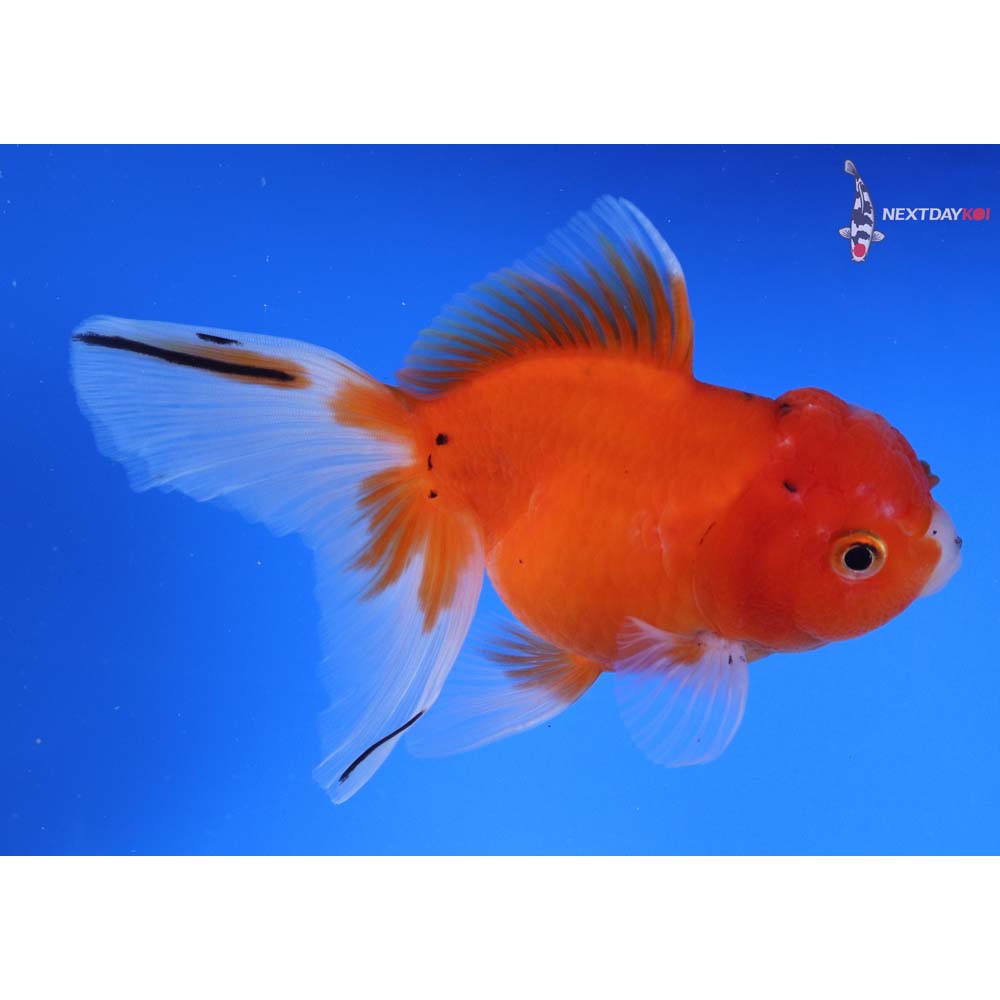 5.5” Imported Calico Oranda