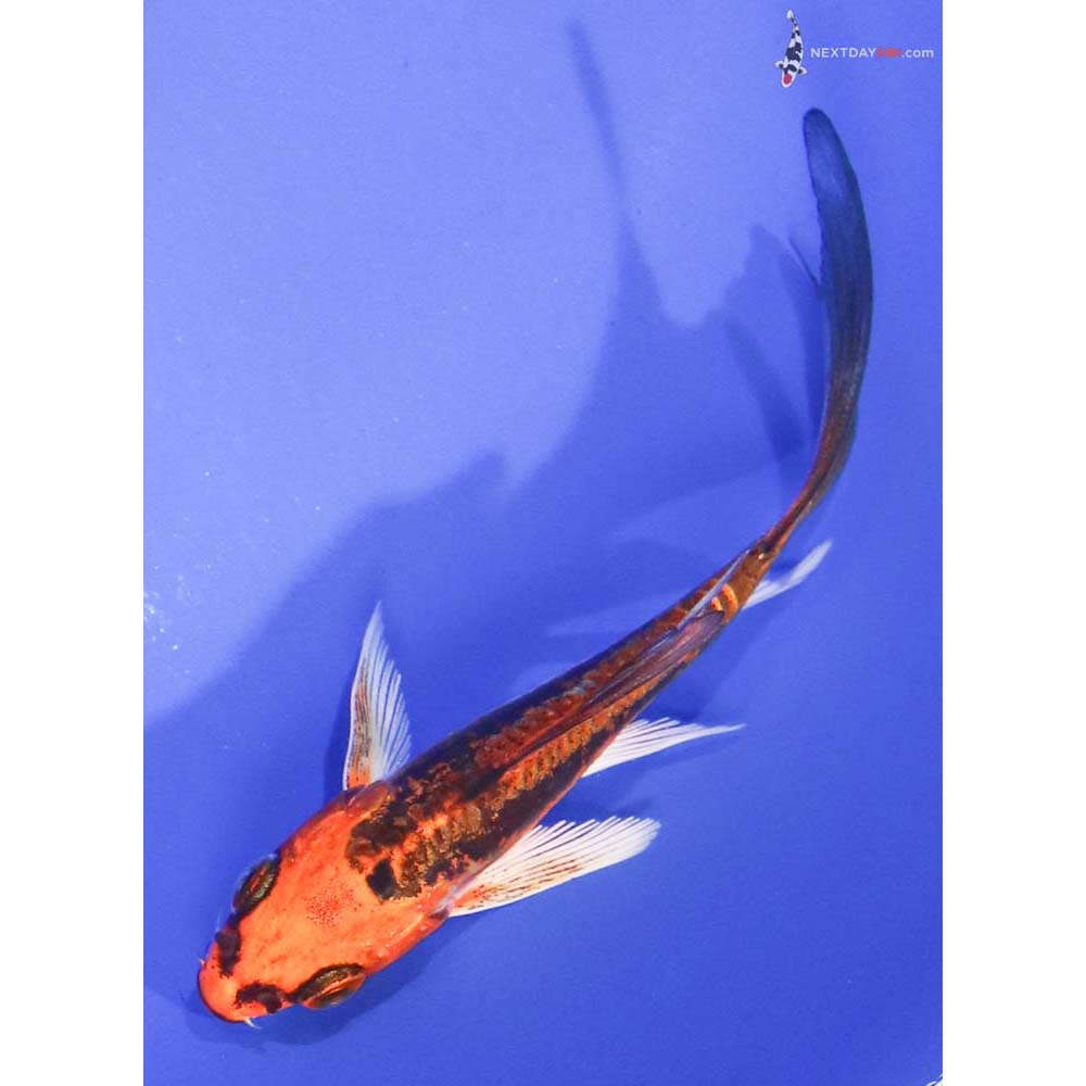 4” Imported Kin Kikokuryu Butterfly Koi