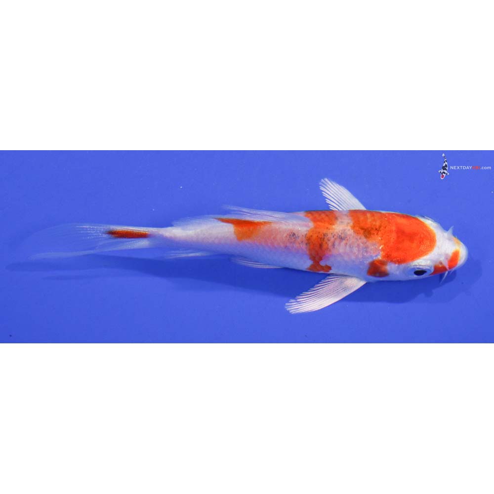 4” Imported Hariwake Butterfly Koi