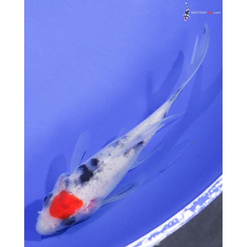 4” Imported Sanke Butterfly Koi