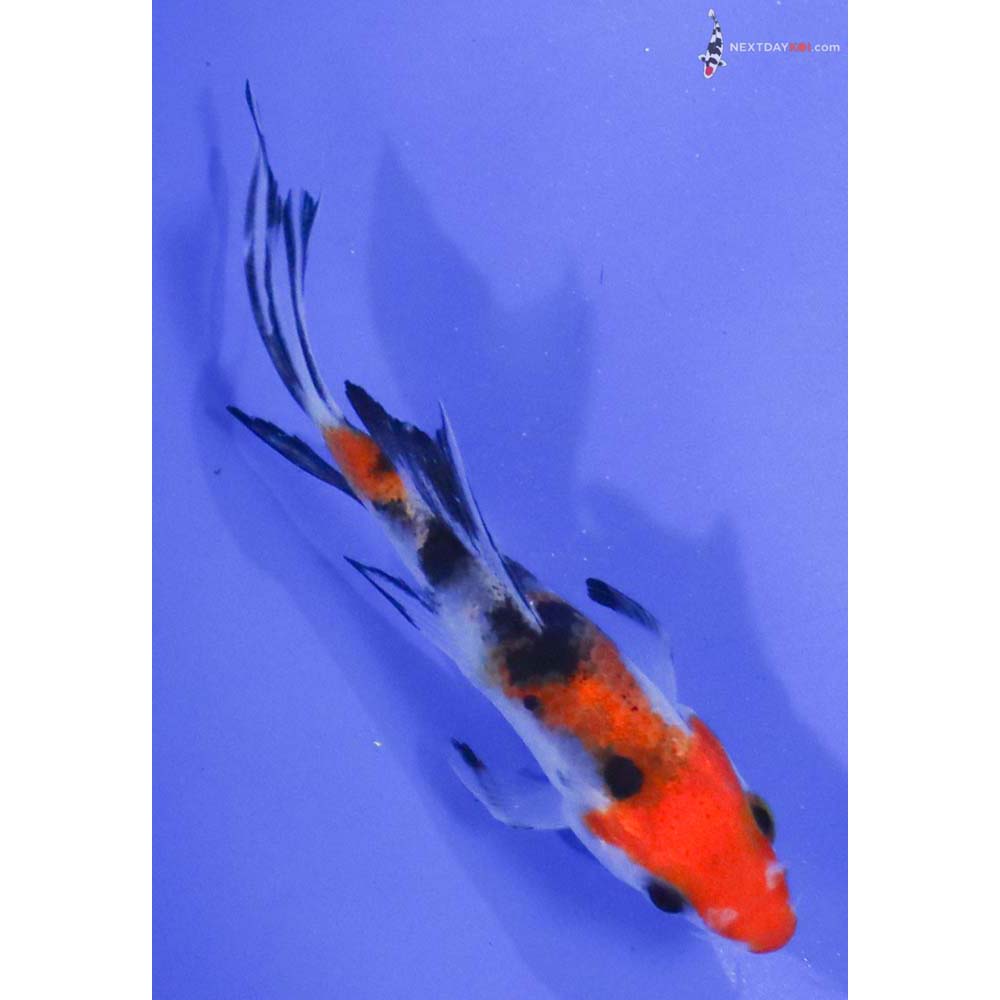 3.5” Imported Sanke Butterfly Koi