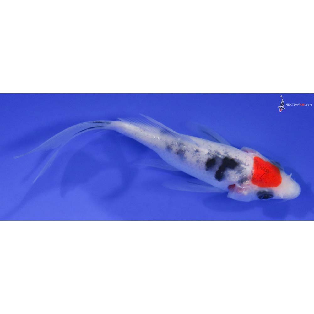 4” Imported Sanke Butterfly Koi