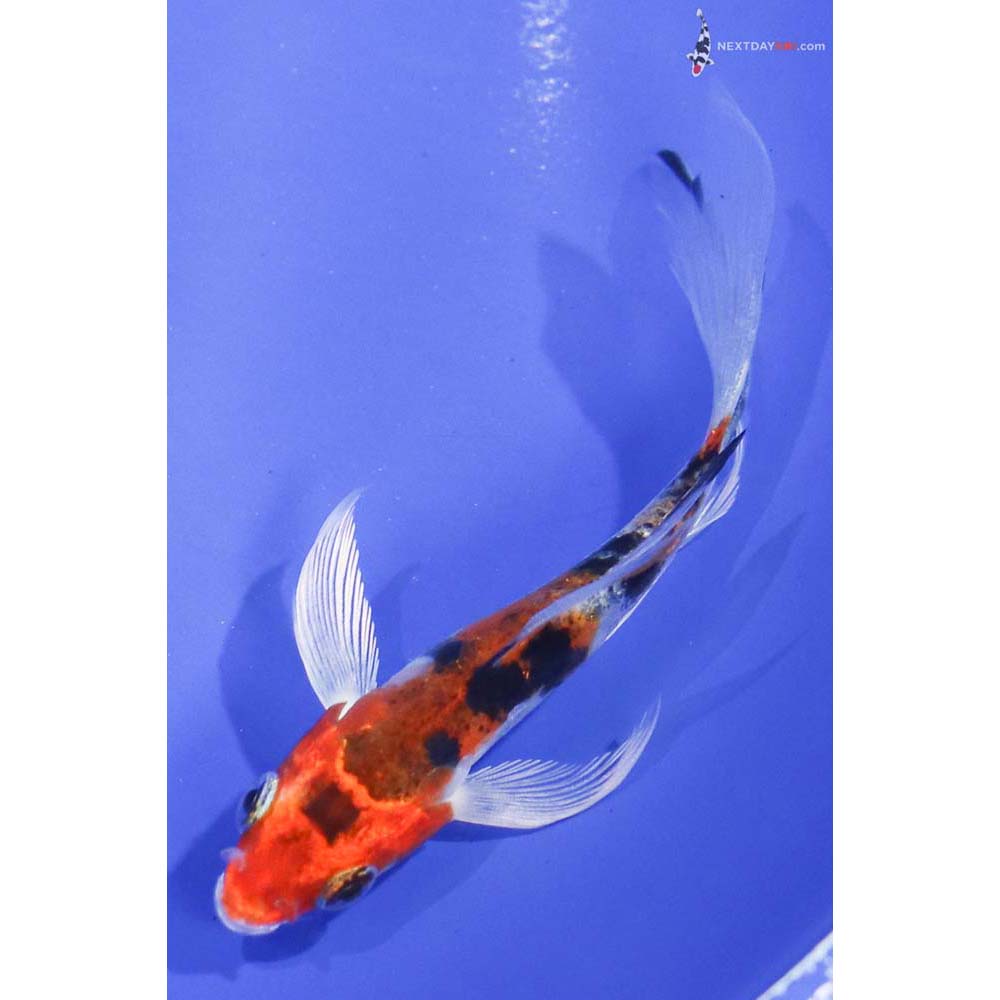 4” Imported Heisei Nishiki Butterfly Koi