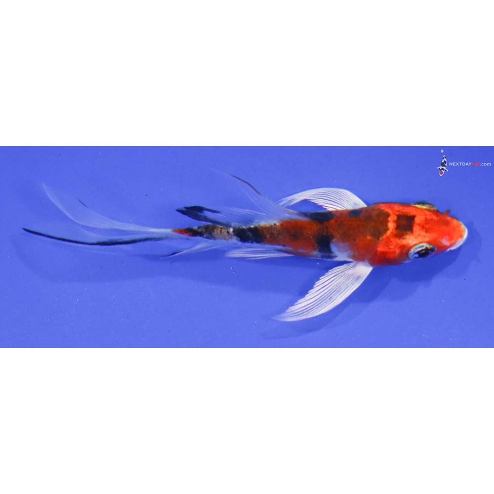 4” Imported Heisei Nishiki Butterfly Koi