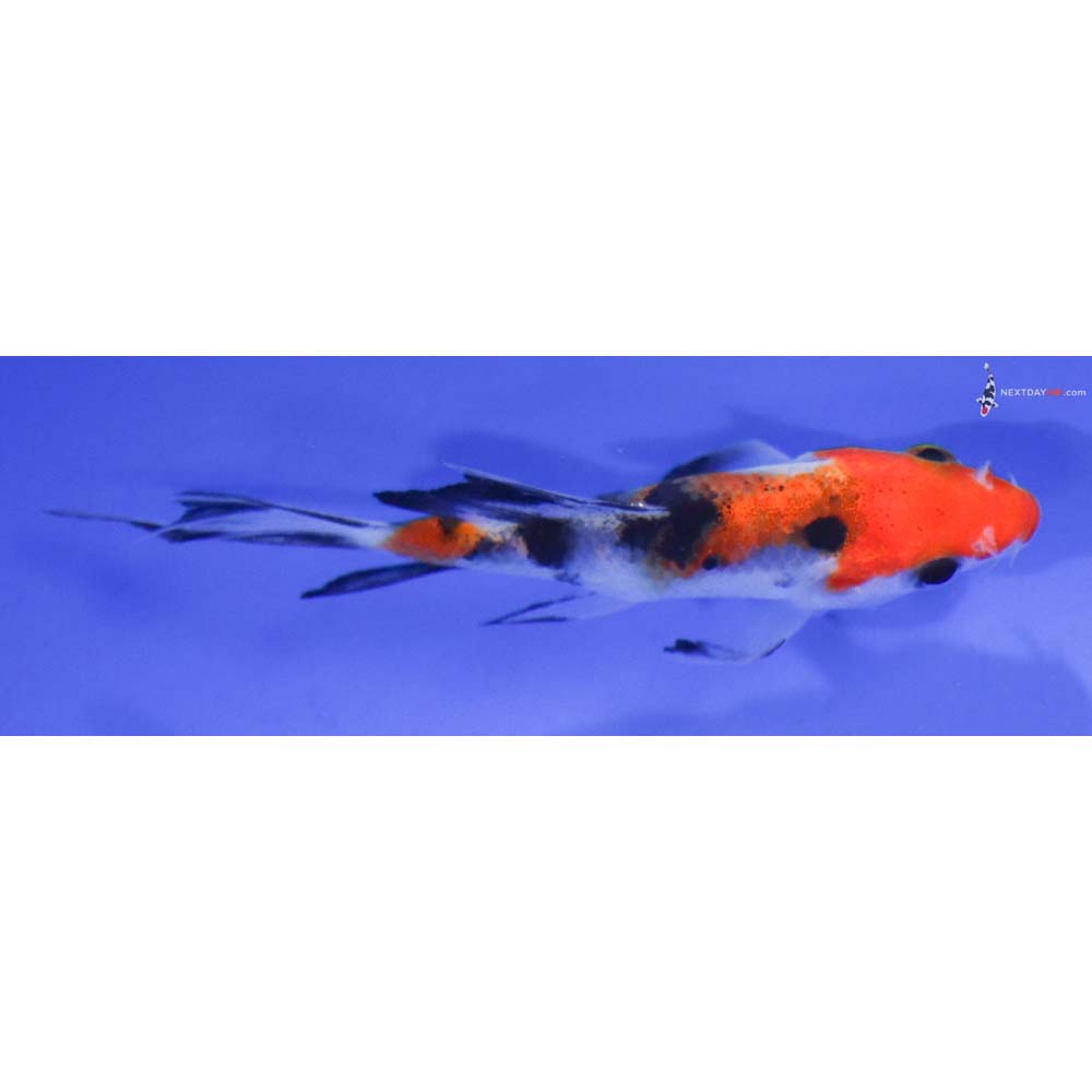 3.5” Imported Sanke Butterfly Koi