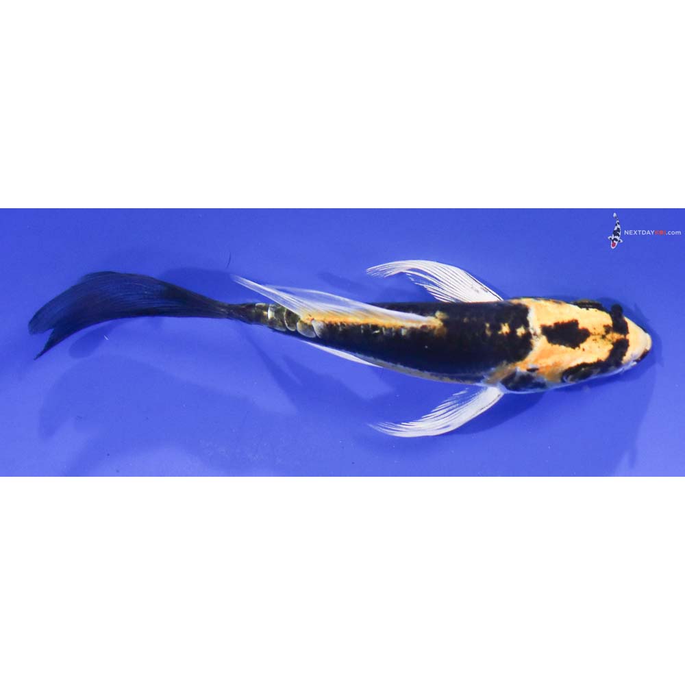 4” Imported Kin Kikokuryu Butterfly Koi