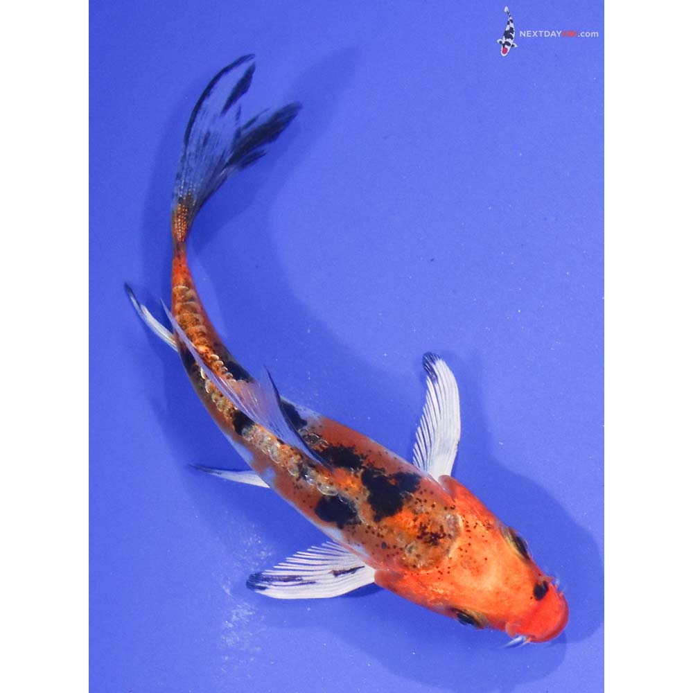 4” Imported Heisei Nishiki Butterfly Koi