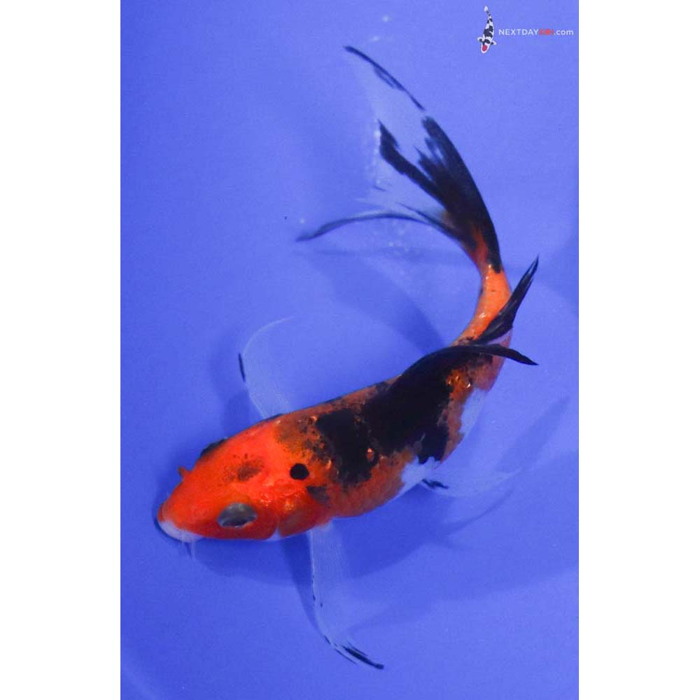 4” Imported Aka Sanke Butterfly Koi