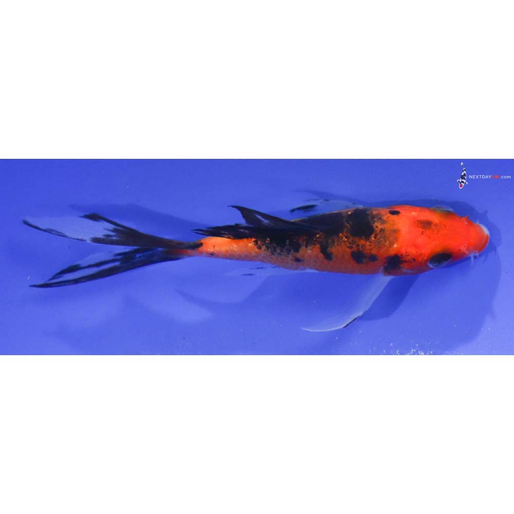 4” Imported Aka Sanke Butterfly Koi