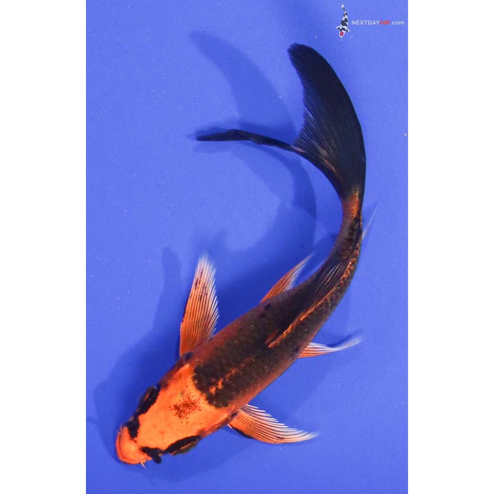 4” Imported Orenji Matsuba Butterfly Koi